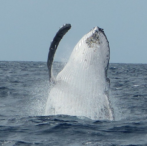 Underside of a whale breaching close to Tregoning